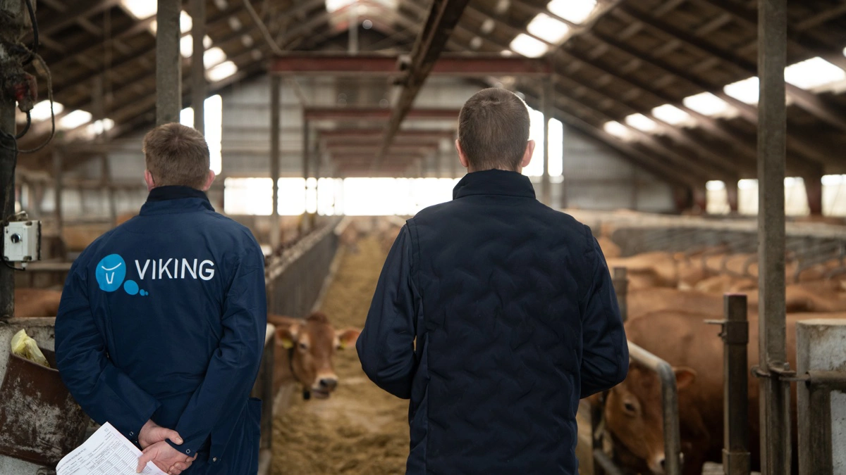 VikingDanmark øger omsætningen, men har lavere resultat; fokus er vækst, udvikling og værdi for kvægbrugere frem for profit. Arkivfotos: VikingDanmark