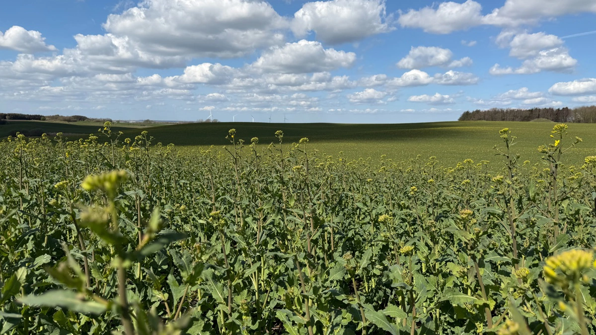Sidst på ugen vil vandunderskuddet i vinterraps på de lette jorde være markant. Foto: Kasper Stougård 