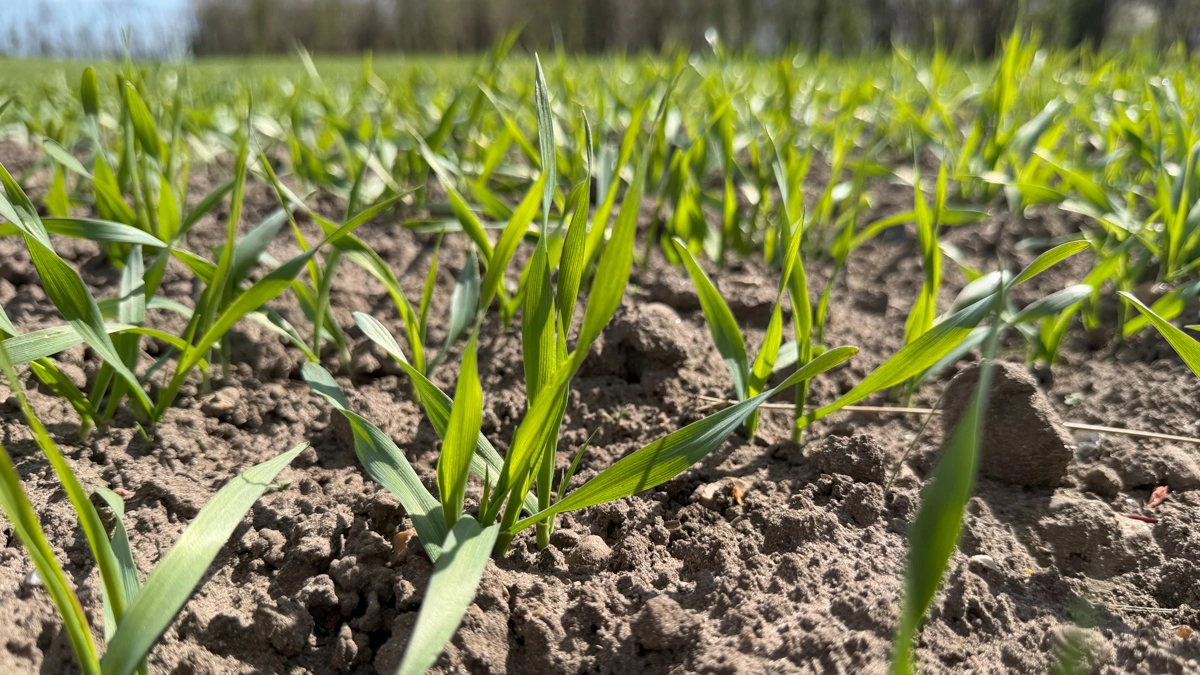 Nogle vårbygmarker er længere fremme end denne i Himmerland, og her vil det også være relevant at være meget opmærksom på, hvornår vandingen skal iværksættes. Foto: Kasper Stougård 