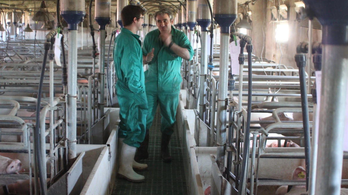 Spanien har importeret væsentligt færre både smågrise til videre opfedning og slagtegrise i første kvartal sammenlignet med samme periode året før. Arkivfoto: Jørgen P Jensen