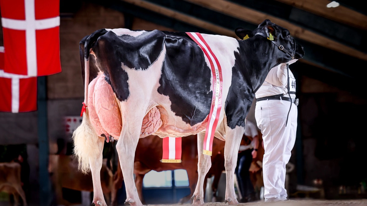 Nordic Dairy Expo er et nyt kvægskue, hvor de bedste køer samles til bedømmelse i ringen og auktion, og som skal være et nyt samlingspunkt for kvægbranchen i Danmark og det nordlige Europa. Foto: Dansk Holstein