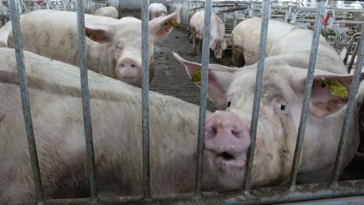 Arkivfoto: Anne Wolfenberg