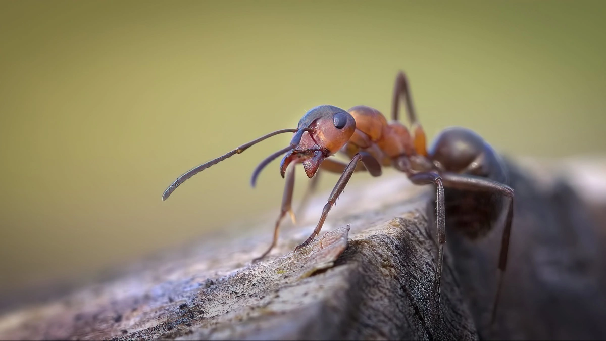 Myrerne har - sammen med små mikrober, som de lever sammen med - potentialet til at kunne hjælpe menneskeheden med at løse nogle af tidens største udfordringer: Udviklingen af bæredygtige alternativer til kemiske pesticider og jagten på nye antibiotika. Det fortæller ph.d.-studerende, der forsker i myrernes muligheder for menneskeheden. Foto: Colourbox