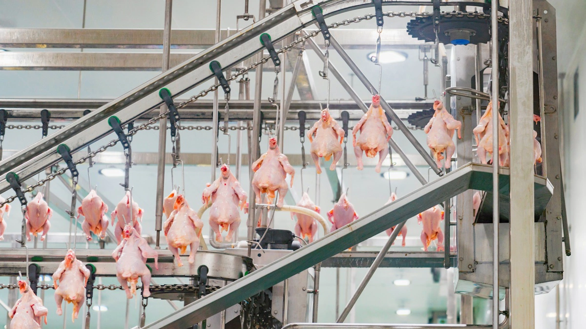 Scandi Standard øgede driftsresultatet med 35 procent i Q1 drevet af høj efterspørgsel og investeringer i kapacitet. Foto: Colourbox