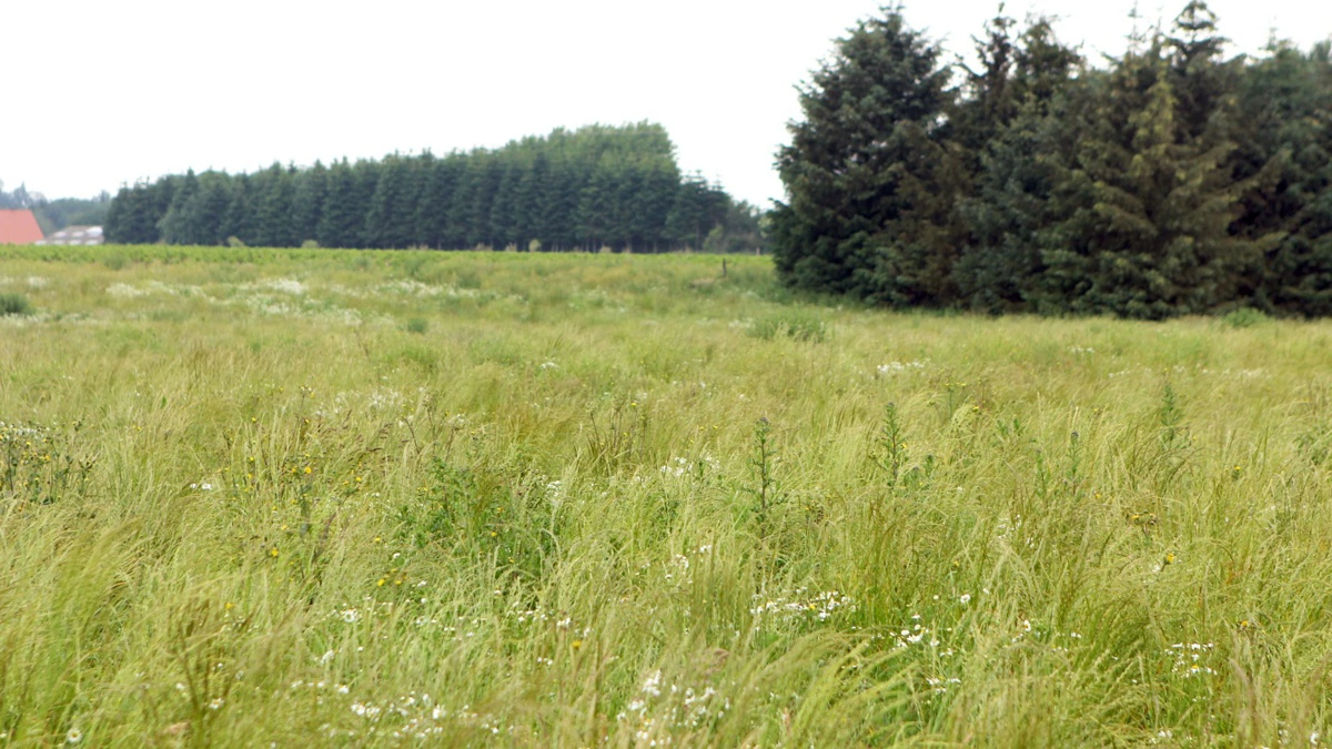 Lavbundsprojekter kan bidrage til at reducere både CO₂-udledning og kvælstof, men mange projekter befinder sig stadig på tegnebrættet. Arkivfoto: Henning K. Andersen