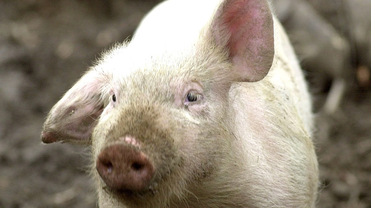 For eksempel grise med blodøre vil snart kunne nødslagtes. Foto: Colourbox 