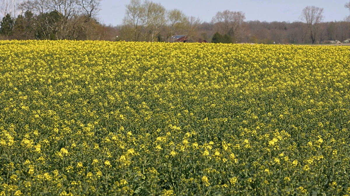 Svampebekæmpelse i vinterraps skal udføres, før marken er helt gul. Foto: Erik Hansen