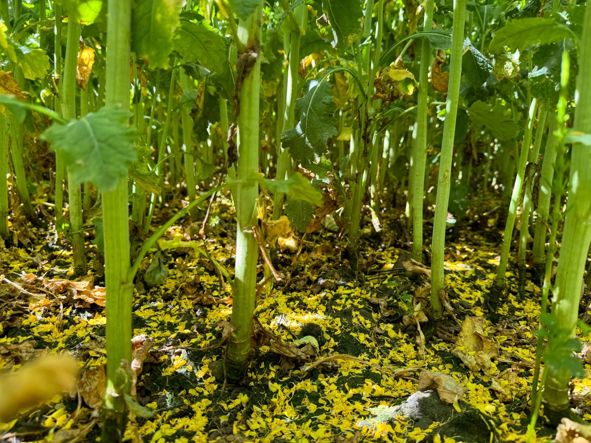 Det er afgørende at få en effektiv dækning af hele planten under svampebekæmpelse i raps. Foto: Kasper Stougård 