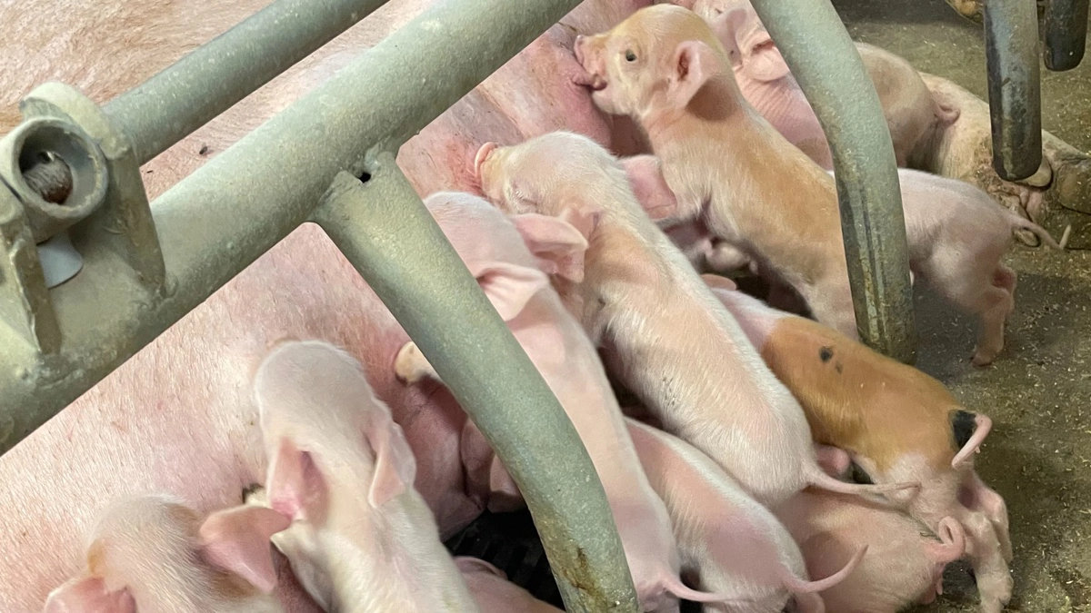 - Efter faring skal al fokus være på at sikre, at de her små grise får noget råmælk. Det handler om råmælk, for at de overhovedet har en chance, understreger dyrlæge Kjetil Johansen.
