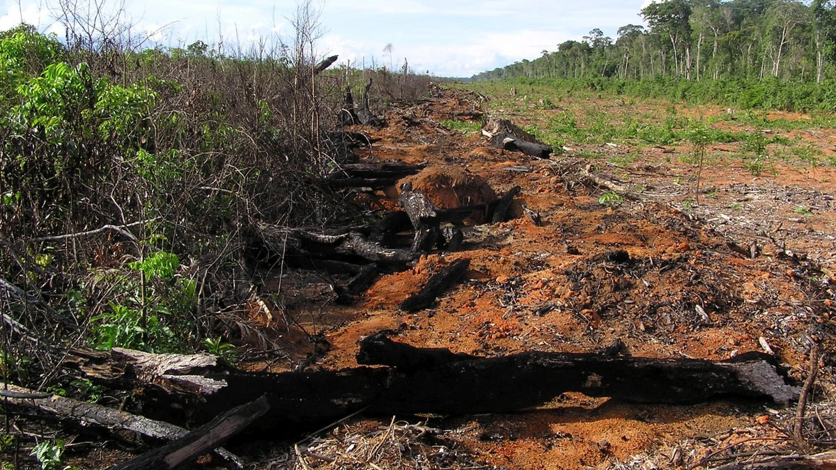 Tidligere skovarealer ryddes for at give plads til produktion af afgrøder til biobrændstof. Foto: Colourbox