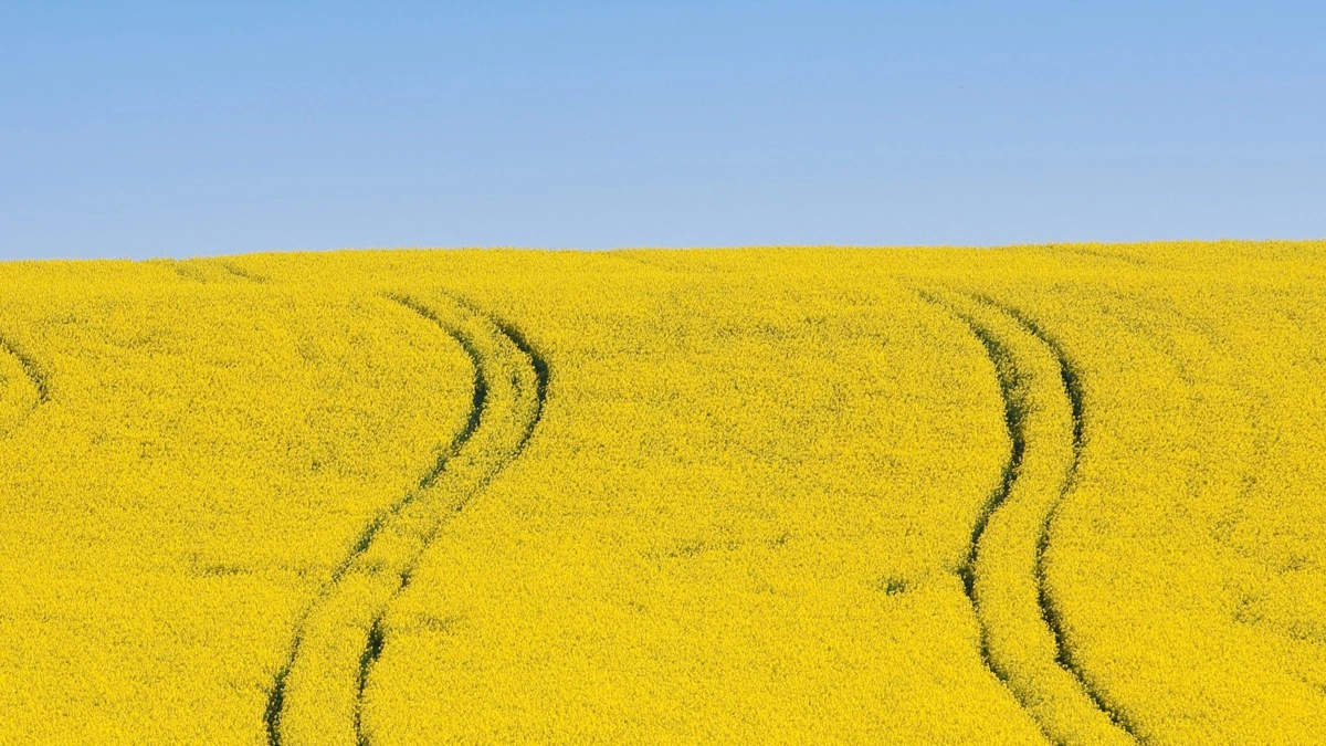 Raps dyrkes i stigende grad til energi, efterspørgslen drives af politiske iblandingskrav i transportsektoren. Foto: Colourbox