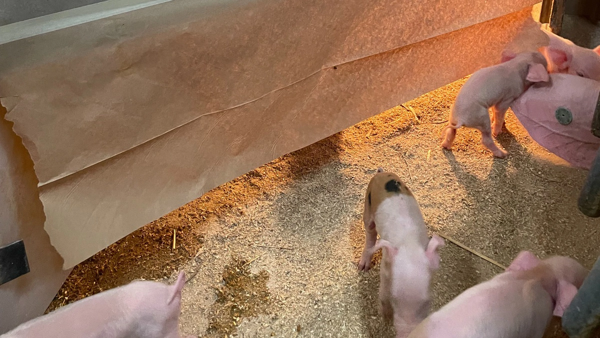 Grisehjørnerne skal forberedes, så de er tiptop klar før faring – med varmelampe og strøelse. Det er ikke noget, man først gør, når grisene er født, understreger dyrlæge Kjetil Johansen.