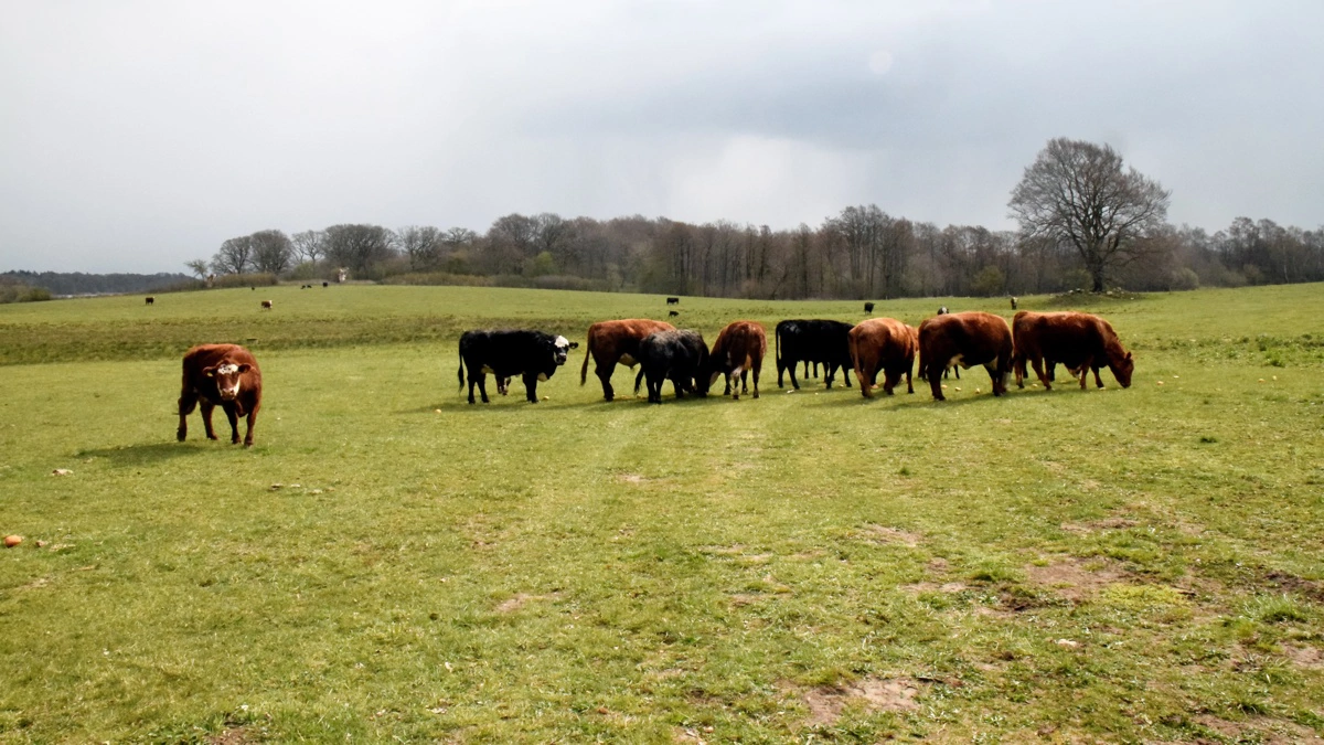 Græssende dyr bruges som centralt redskab i naturplejen, men nye krav til tilsyn og dyrevelfærd er på vej i Randers Kommune. Arkivfoto: Henning K. Andersen