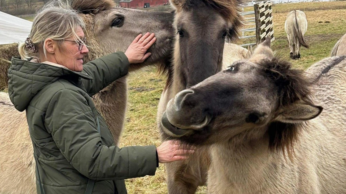 Dorthe Brauner Jensen har viet de seneste seks år af sit liv til at holde øje med dyrenes velfærd i rewildingprojekter. Her besøger hun nogle heste i et projekt ved Vejle. Privatfoto