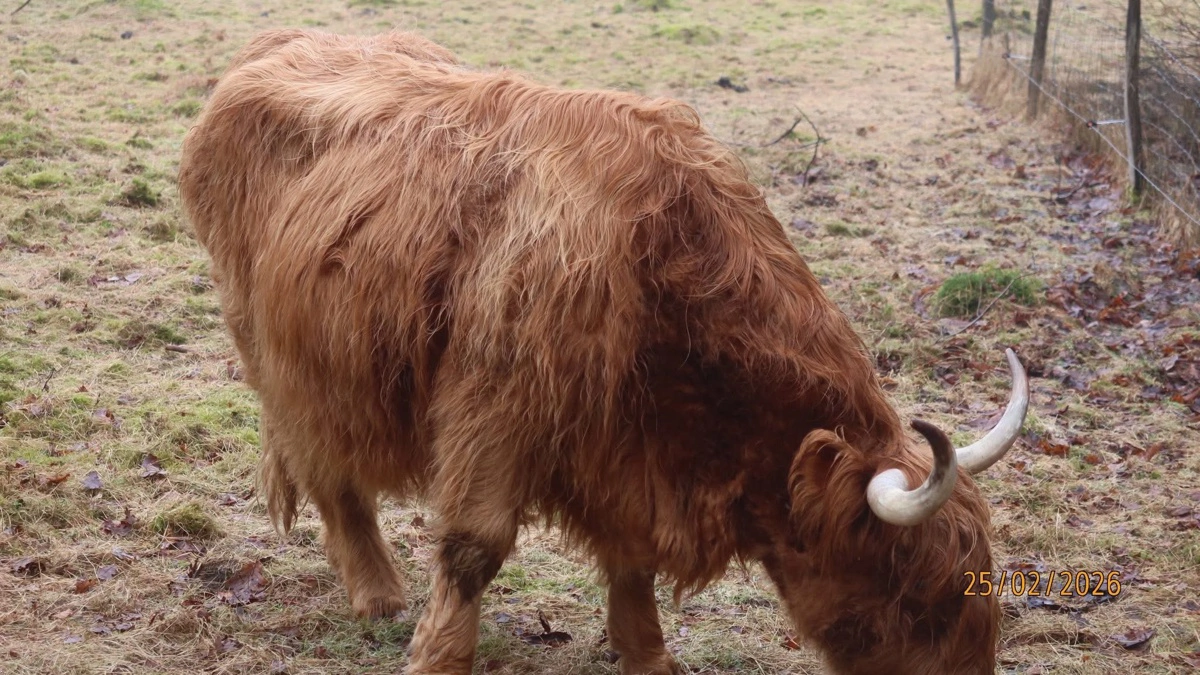 Dette kreatur er et af flere i rewildingprojekter, hvor dyret ifølge Dorthe Brauner Jensen er blevet aflivet i vinter efter længere tids afmagring. Privatfoto