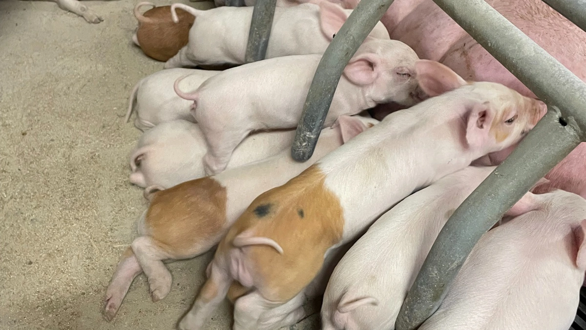 På Skærumhede lader de kuldene med de mindste grise have hele haler.