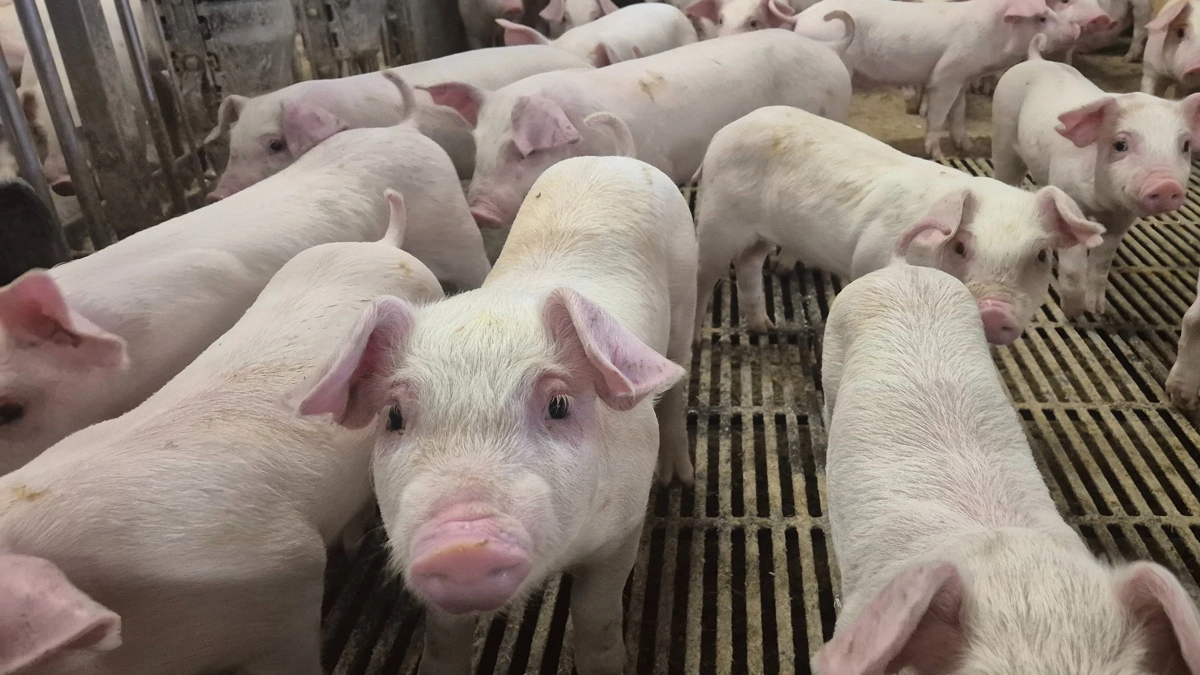 Tysk svinebranche kræver støtte til dyrevelfærdskrav og advarer om milliardtab og udflytning af produktionen. Arkivfoto: Tenna Bang