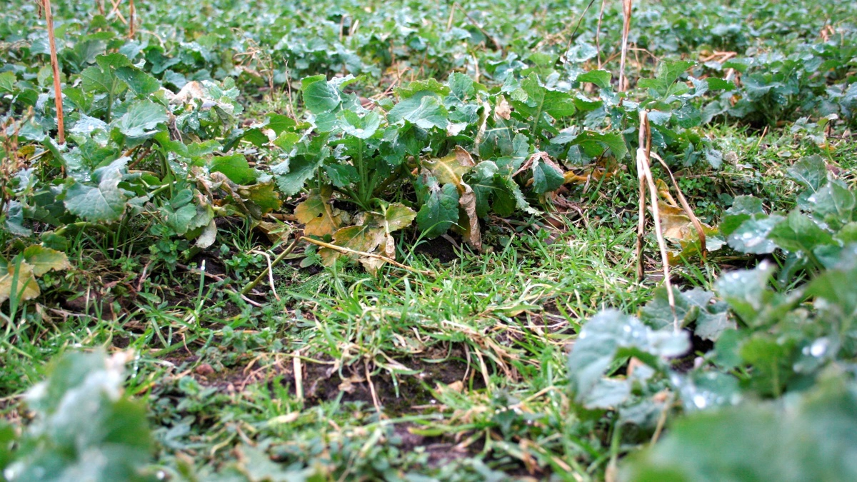 Miljøstyrelsen forbyder nu brugen af Kerb, som blandt andet anvendes som ukrudtsmiddel i efteråret.