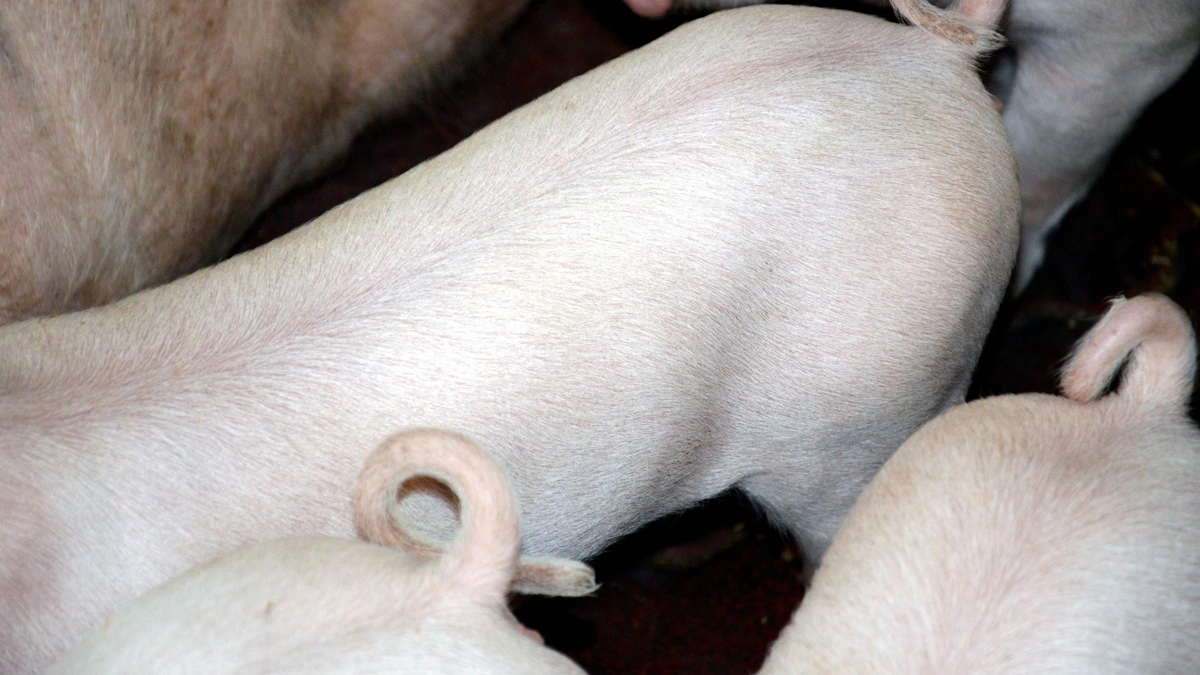 Nu kan der søges kompensation for produktion med hele haler i 2027. I år er det også muligt at søge, selv om det kun er en del af produktionen i soholdet, der har hele haler. 