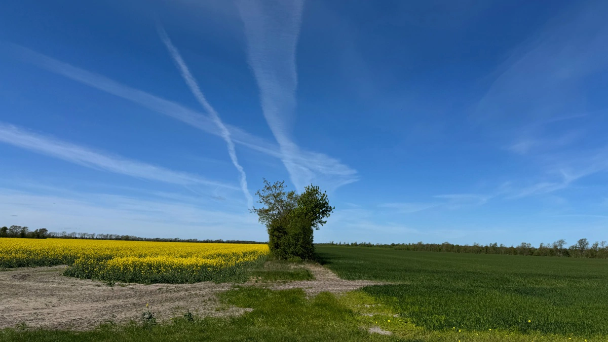 Forbuddet kan eksempelvis få betydning for, om det er hensigtsmæssigt at dyrke hvede efter raps, påpeger Carsten Fabricius. Foto: Kasper Stougård 