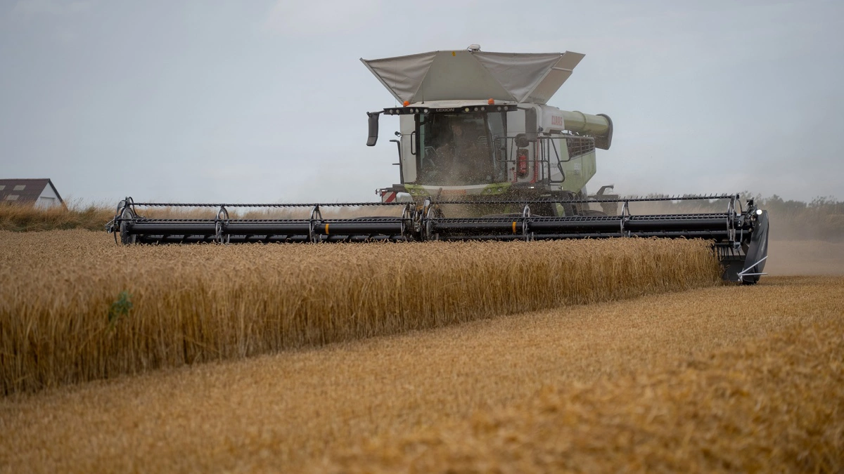 På Skinnerupgaard ved Thisted har Thomas Kristoffersen taget en CLAAS LEXION 8900 TT i brug efter mange år med et andet mærke. Første sæson har især budt på enkel betjening, høj driftssikkerhed og en flot råvare i tanken.