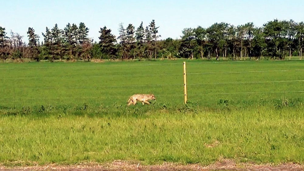 I takt med at der er kommet flere ulve i den danske natur, har det også været vigtigt, at sikre sine husdyr med de såkaldt ulvesikrede hegn. Men nu er flere husdyrholdere blevet bedt om at lægge penge ud for hegn forlods. Arkivfoto