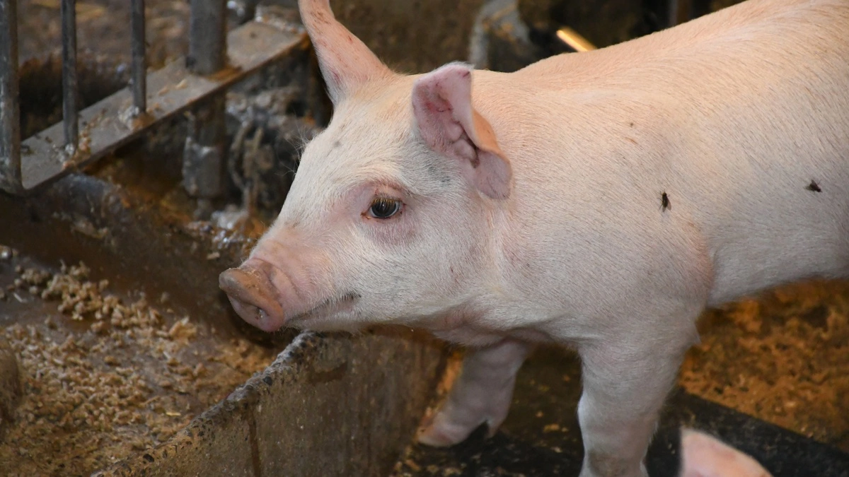 Det vil i fremtiden blive endnu vigtigere at få taget proteinanalyser, da proteinniveauer, ifølge Nanna Hellum Kristensen, vil komme til at variere meget mere end hidtil.