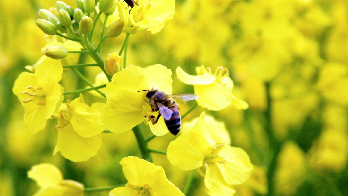 En ny regel i sprøjtejournalen er, at der for produkter med bimærke skal angives starttidspunkt i hele timer for sprøjtninger, der udføres i blomstrende afgrøder. 