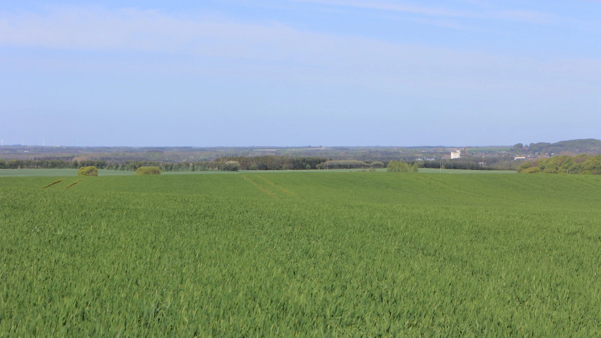 Den havrerødsotresistente SY Zoomba er i år sået på cirka to tredjedele af de i alt 65 hektar, Henrik Minke har på sine egne 300 hektar. I baggrunden ses siloen Danish Agro i Auning, hvor afgrøderne leveres. 