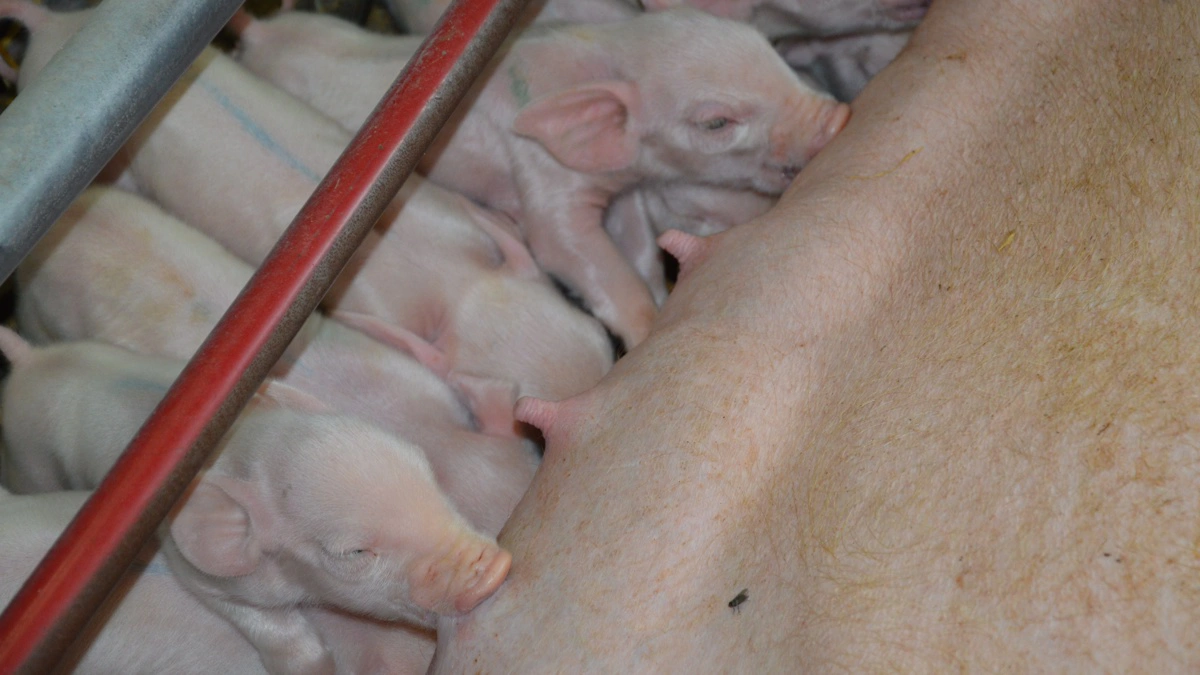 De produktionsmæssige konsekvenser ved varmestress hos søerne omfatter blandt andet lavere mælkeydelse, reduceret fravænningsvægt, svækket reproduktion samt nedsat immunfunktion hos dyrene. Arkivfoto: Camilla Bønløkke