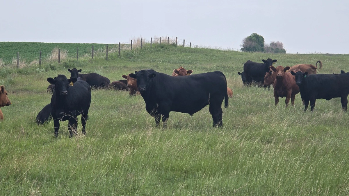 Tidligere havde familien Fornwald over 350 moderdyr, men har senest skåret det ned til 60 stk., der er en blanding af simmentaler og angus.