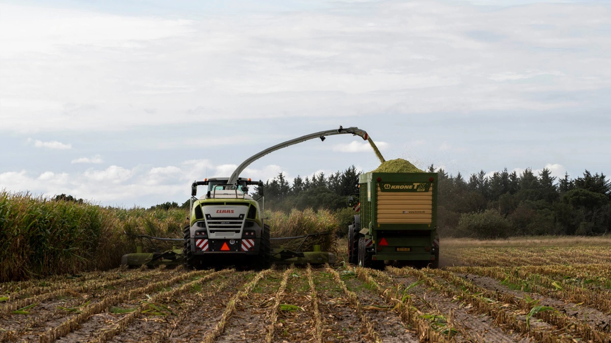 Den nye biostimulant er afprøvet i storparcelforsøg i både 2024 og 2025 - to år med vidt forskellige vækstforhold for majsen. Foto: Kasper Stougård 