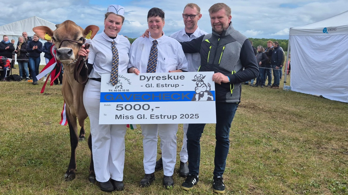 1. kalvs Victorious-datteren fra Vellevgaard blev sidste år messens bedste yngre jerseyko, jersey champion, og satte Holstein til vægs, da hun vandt Miss Gl. Estrup-titlen.