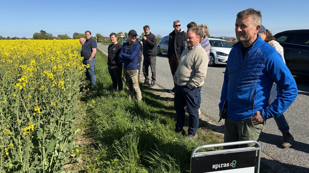 Tirsdag eftermiddag havde Kresten Bjerre, Skjoldgaarden ved Gudbjerg (th) i samarbejde med Spiras inviteret til markvandring i hvede- og rapsmarker. Fotos: Henriette Lemvig