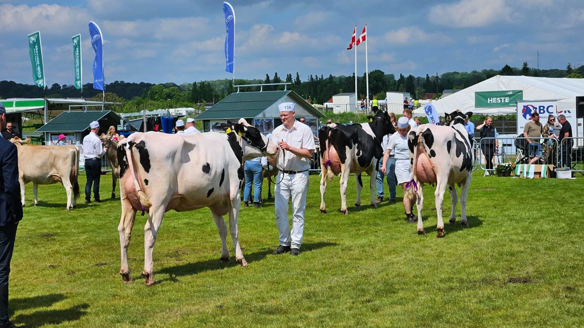 86 malkekøer er tilmeldt dette års dyrskue i Aabenraa. Det er på niveau med de foregående år.