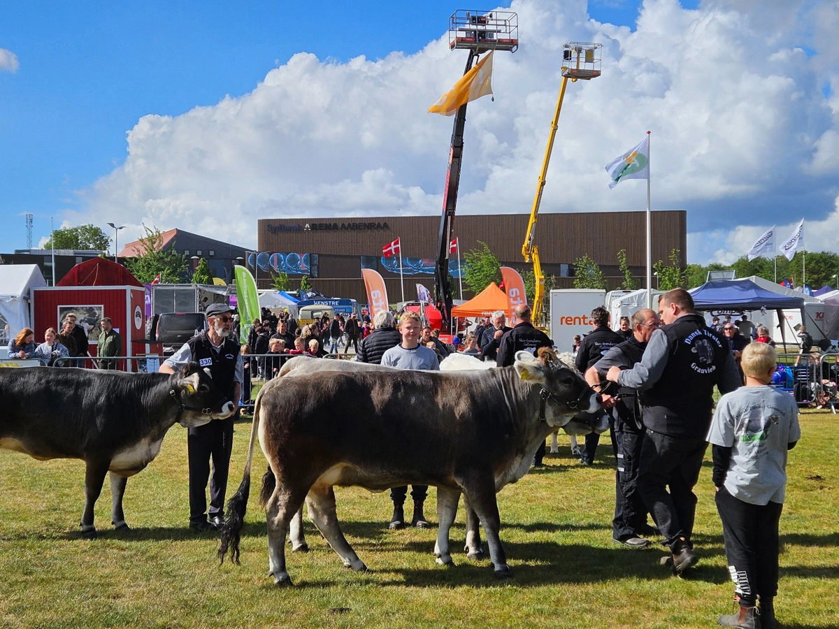 Med 126 stykker kødkvæg bliver årets udstilling denne største i mange år. Flere af udstillerne kommer langvejs fra på grund af de gode forhold i Aabenraa. Billedet er fra sidste års skue.
