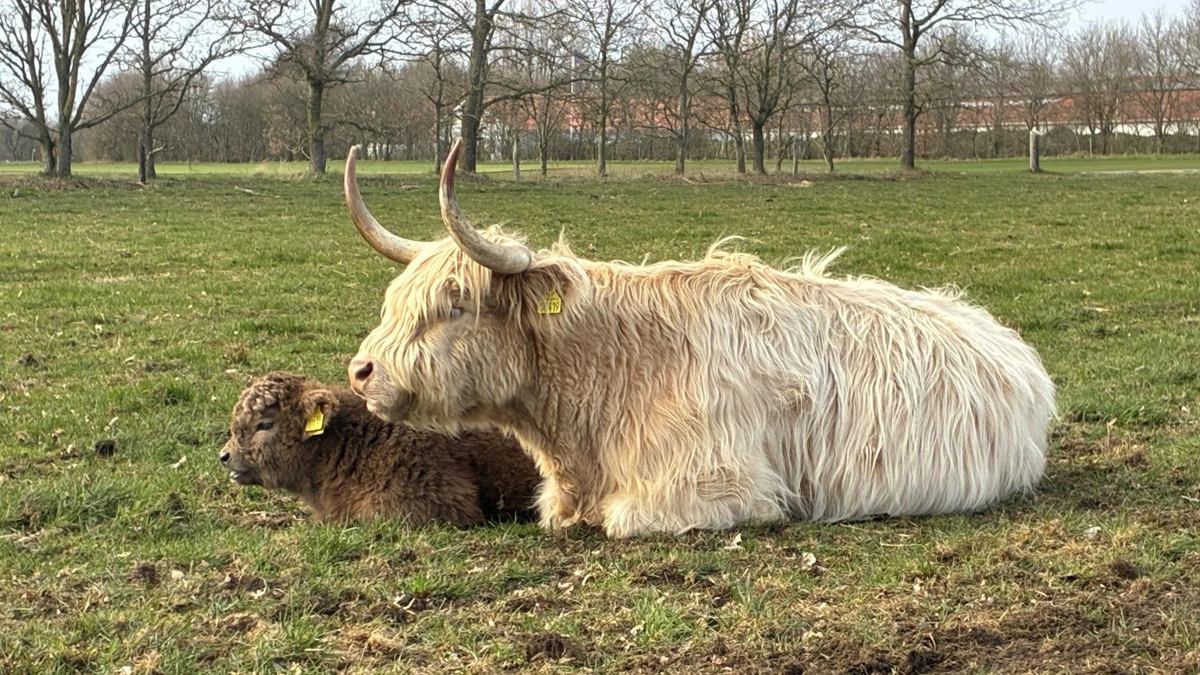 - Jeg har altid været fascineret af de hvide dyr. De er kun en lille del af racen, men jeg kender en avler i Tyskland, som også arbejder målrettet med dem, siger Per Rasmussen. Privatfoto