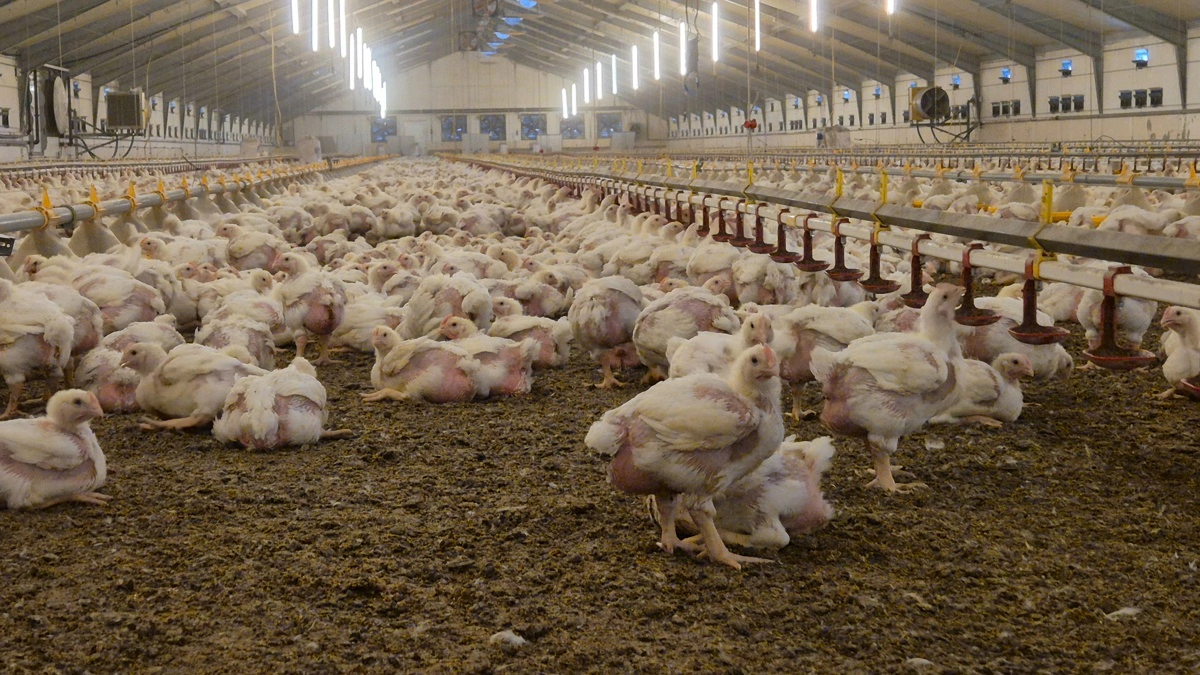 Fødevarestyrelsen vil frem til november 2026 gennemføre målrettede kontroller af dyrevelfærden i danske slagtekyllingebesætninger med fokus på blandt andet lysforhold og kvaliteten af strøelsen i staldene. Arkivfoto: Tenna Bang