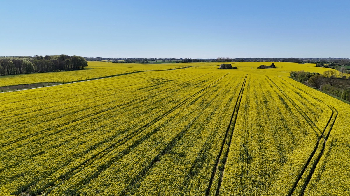 Flere rådgivere oplever fortsat stor usikkerhed om den kommende kvælstofregulering og rådgiver foreløbigt landmændene ud fra de nuværende regler. Arkivfoto: Per Jørgensen