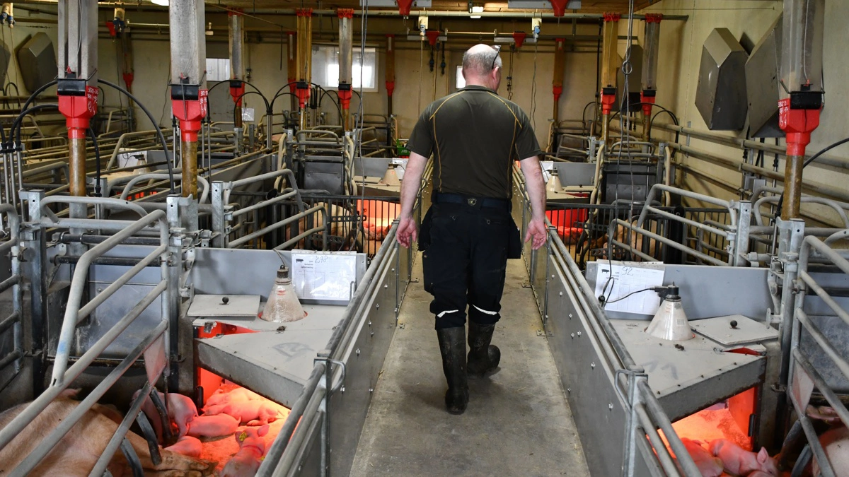 Besætningens 288 farestier er indrettet i staldens 12 farestald-/klimastalds-sektioner med FT30-stier.
