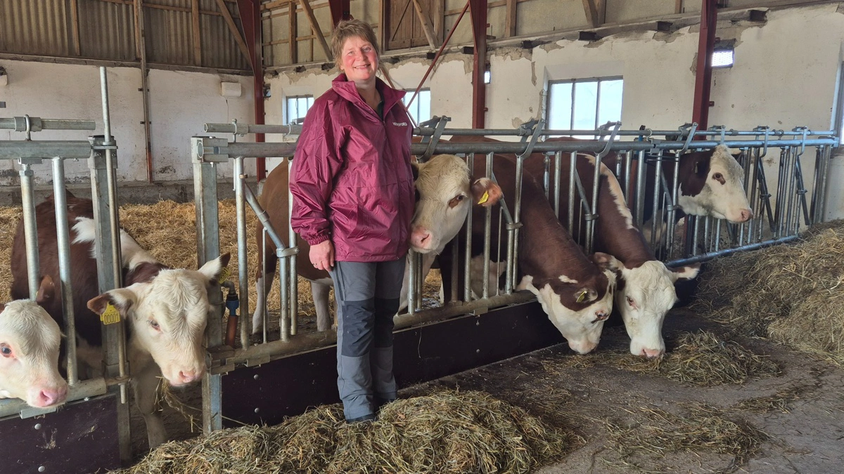 Lone Foged Madsen har drevet mælkeproduktionsejendommen »Frøholm«. I dag er ejendommen solgt videre til næste generation, mens hun er i fuld gang med at opbygge en lille hereford-besætning. Fotos: Tenna Bang