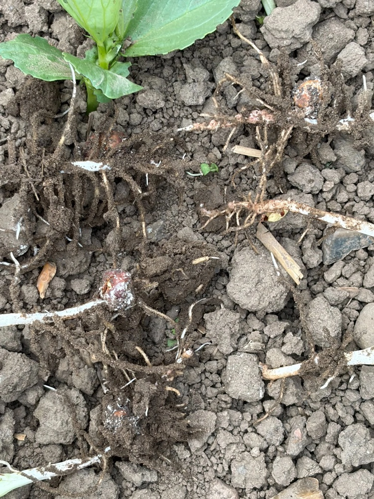 Der er tydelig forskel på udviklingen af hestebønnernes rødder alt efter, om der er bejdset med biostimulantet SeedSpeed eller ej. Det er de bejdsede planter til venstre. 