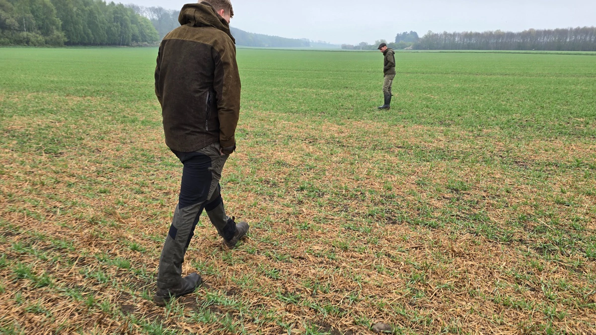 Selv med en stor mængde planterester på jordoverfalden, har Novag'en sået vårbyggen præcist overalt.