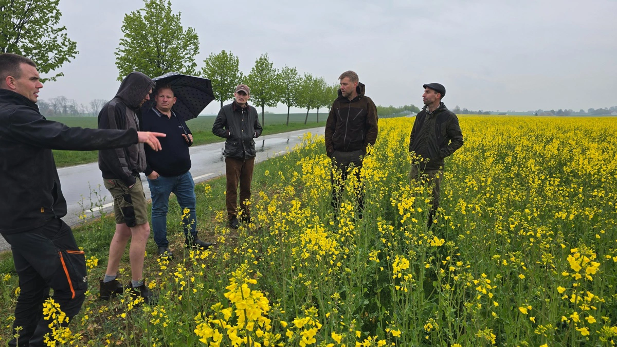 Alle afgrøder - også efter- og mellemafgrøder - på Tosterup gods sås med Novag såmaskinen, der kan køre direkte efter mejetærskeren selv i meget plantemateriale. Her er vinterraps sået direkte efter rødsvingel.