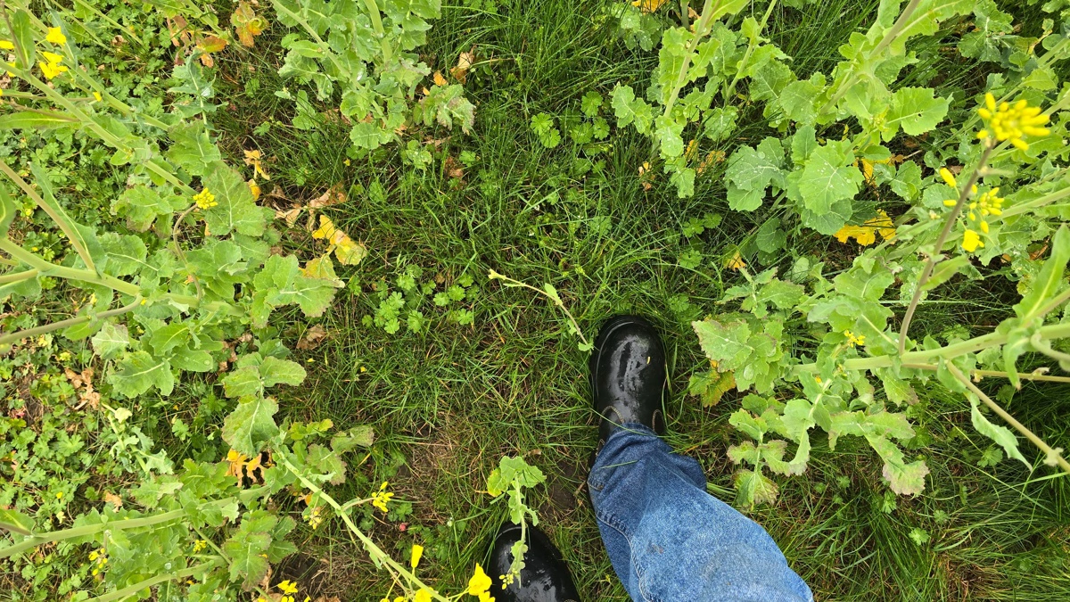 Vinterraps direkte efter en rødsvingel frøafgrøde er nok ikke så god en idé - og slet ikke uden Kerb, der har været forbudt nu i to år i Sverige.