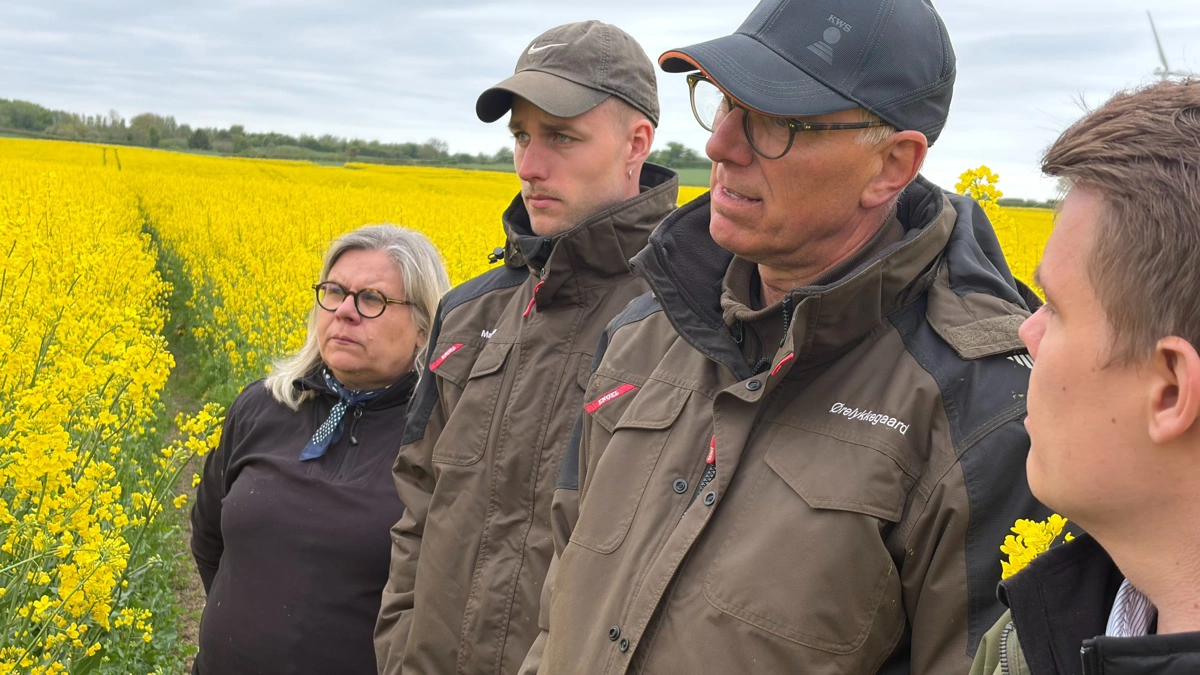 Der blev lyttet interesseret til tankerne bag companion crops i både raps og hvede, da der i sidste uge blev afholdt markbesøg i afprøvninger i forbindelse med projektet »Landmandsdrevet Innovation«. Fotos: Henriette Lemvig