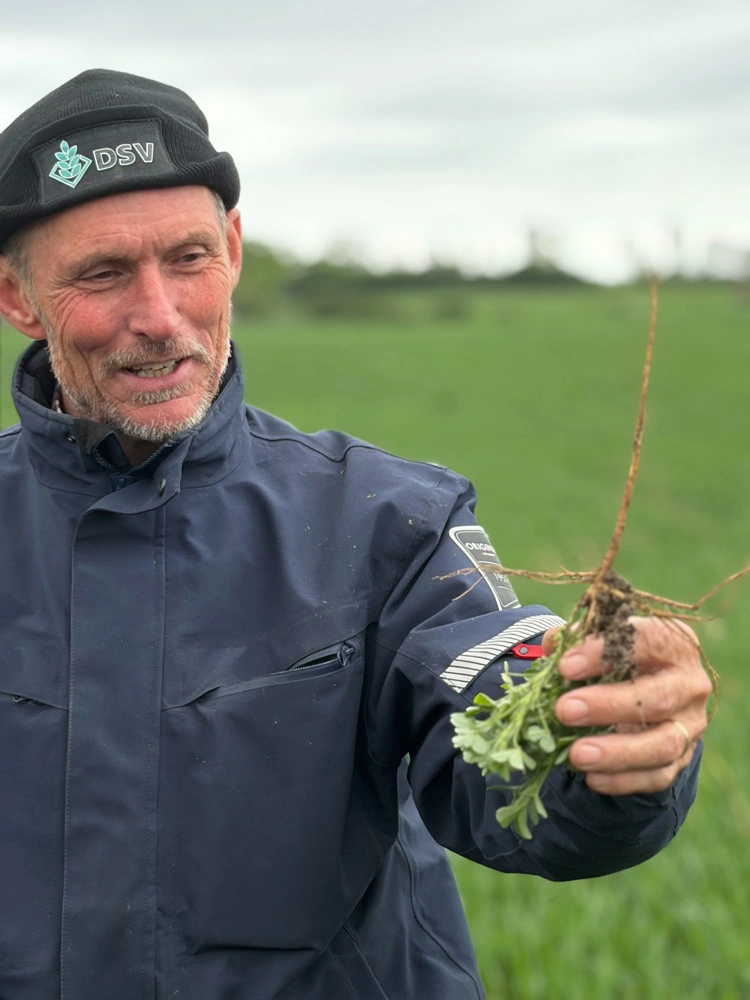 - Er de ikke fantastiske? lød det fra Hans Frederik Larsen, Barløsegaard ved Assens, da han fremviste sine marker med companion crops i form af blandt andet lucerne.