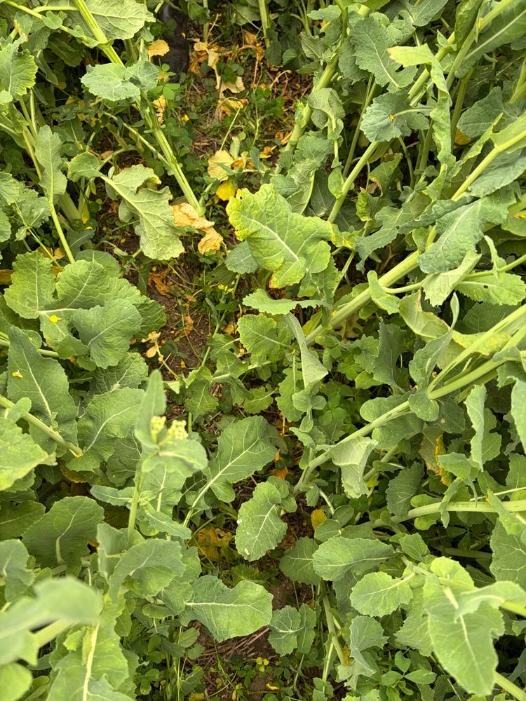 Companion crops i rapsen.
