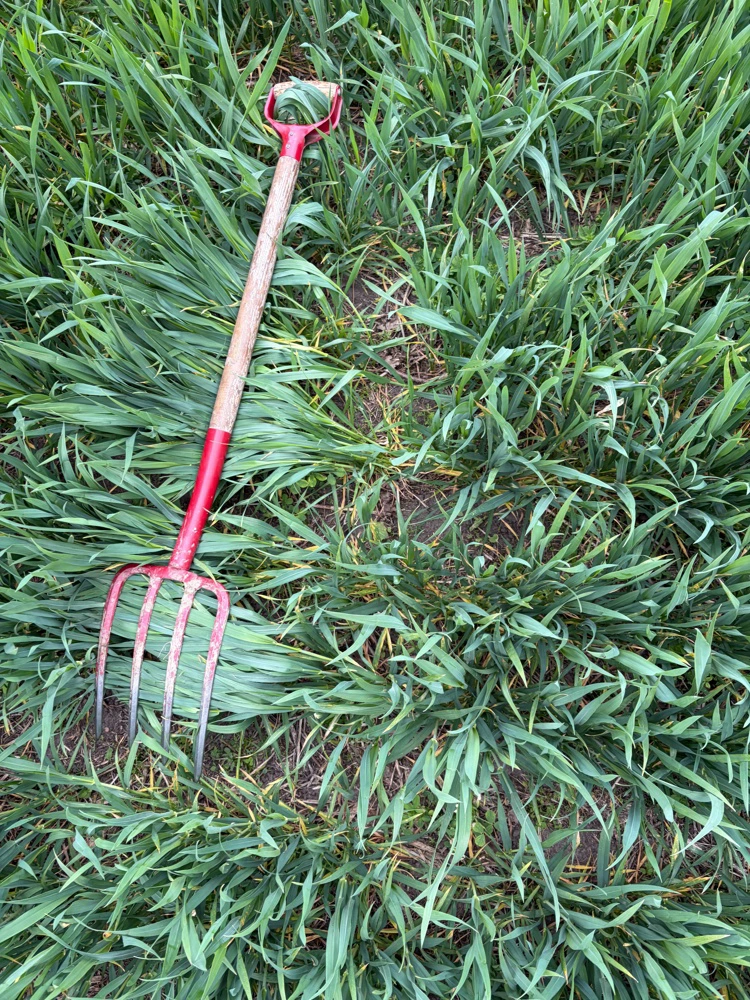 Companion crops i hvede.