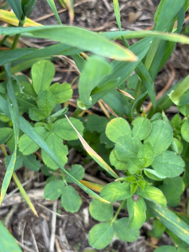 Companion crops i form af lucerne.